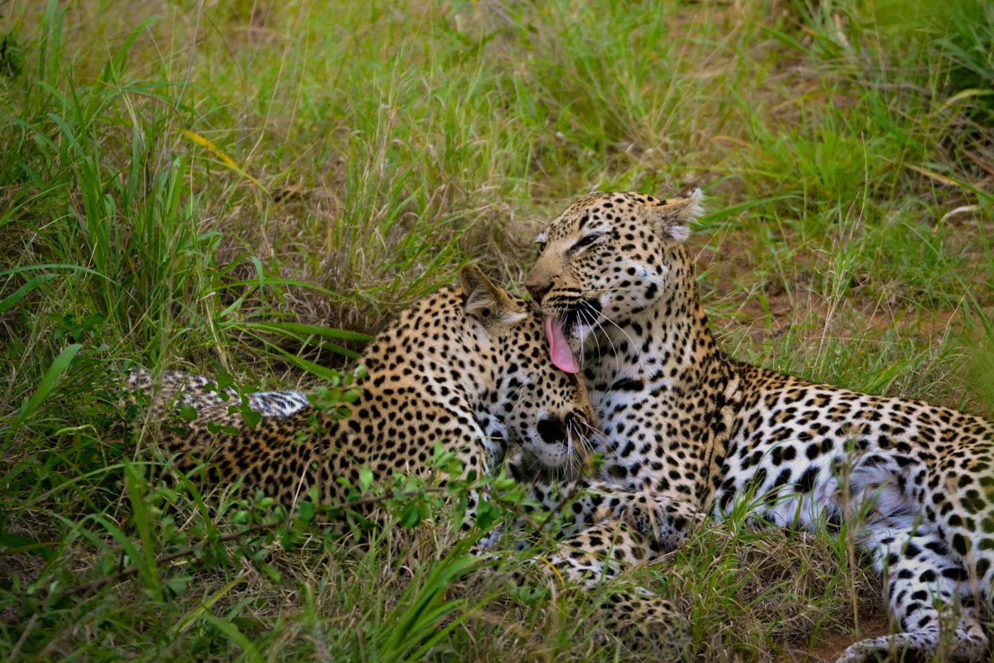 Leopard cub and mom